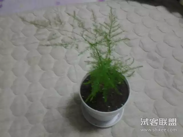 文竹是哪個屬相的幸運植物：十二生肖各屬相的幸運花都有那些