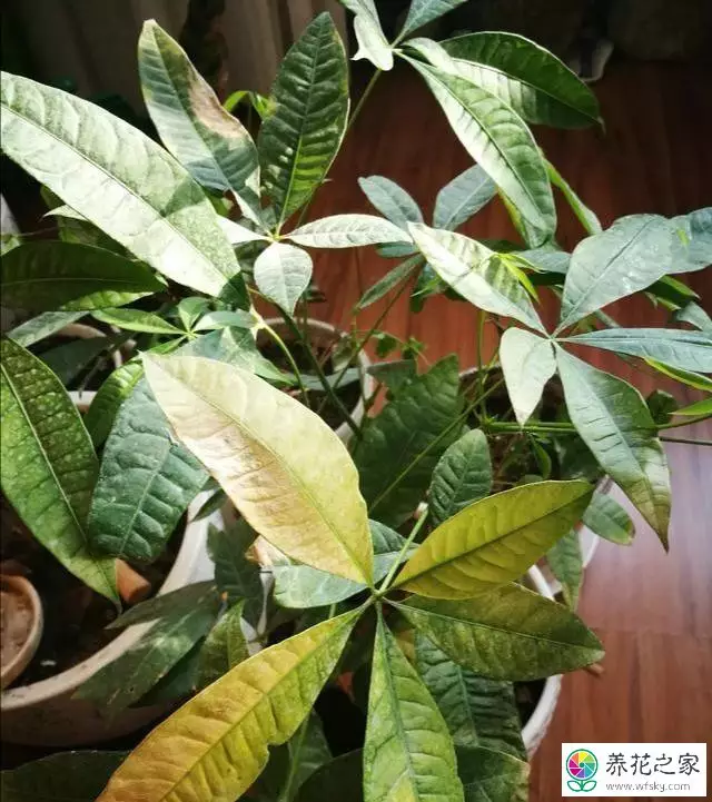 4、發財樹恭弘=叶 恭弘黃了怎麼挽救:發財樹恭弘=叶 恭弘變干焦黃怎麼辦