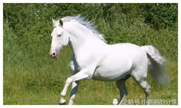 2、屬馬年一生運程:78年屬馬人一生命運是怎麼樣的