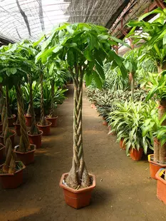 屬虎的今年種什麼植物：屬虎人家裡擺放什麼植物好