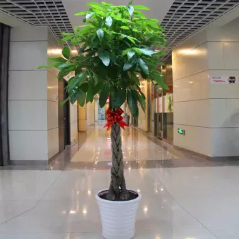 2、適合放辦公室的大盆綠植:適合辦公室養的大植物有哪些