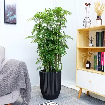 2、發財樹能用自吸水花盆養么? 之前TB買了一盆自吸水懶人盆栽的發財樹，