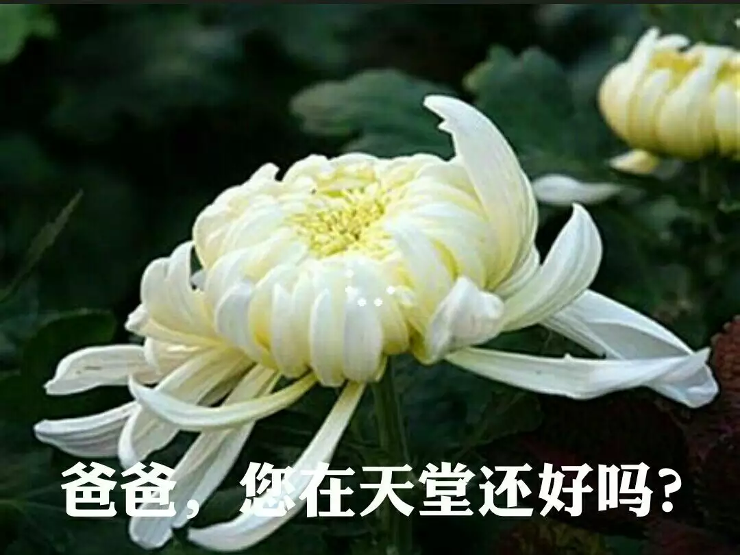 2、夢到已故的親人再次去世,自己和談了三年的舊愛和好，回到家中，奶奶開門，只記得說了一句孫帶回