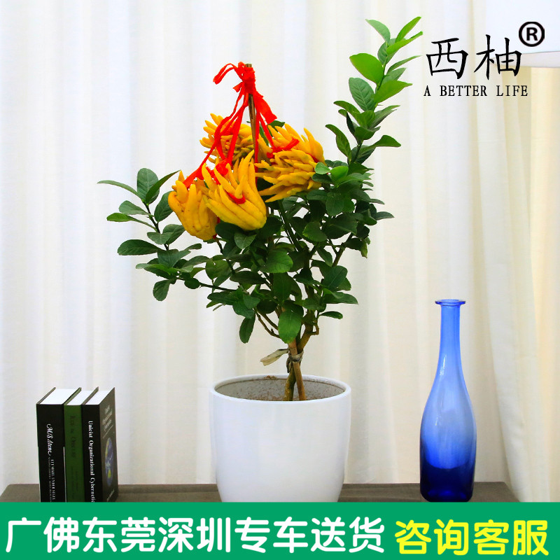 3、招財手樹怎麼能生根:手招財樹根部修剪