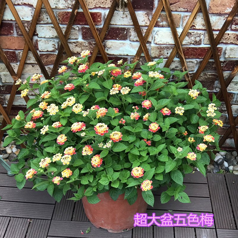 2、好看好養的庭院花卉:在農村院子里種植什麼花卉好看？