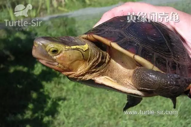 黃緣閉殼龜一隻：閉殼龜多少錢一隻，黃緣閉殼龜好養嗎