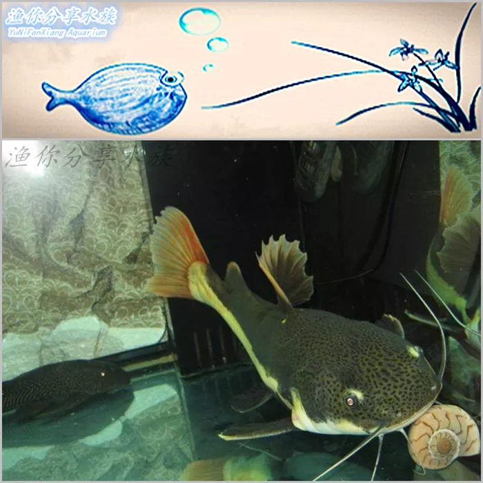 2、招財貓魚吃啥:招財貓魚能吃什麼肉