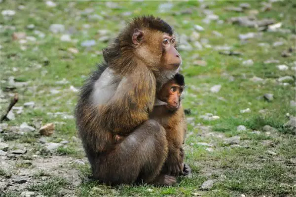 2、年屬猴一生有二婚之命:屬猴一生人它有沒二婚