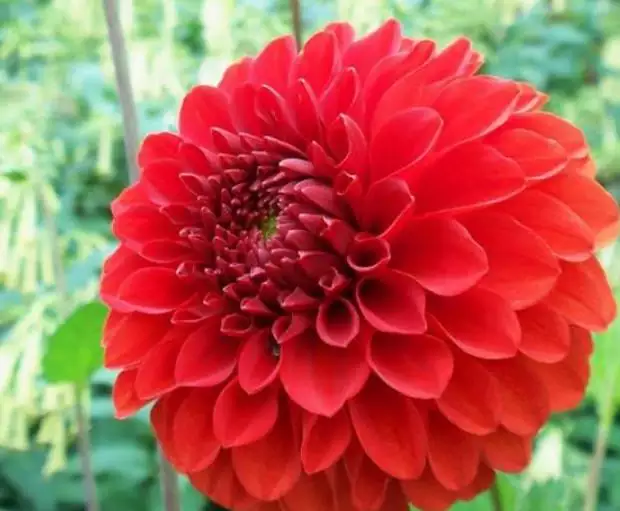 屬馬的財運花是什麼花：屬馬的人什麼時候運勢好