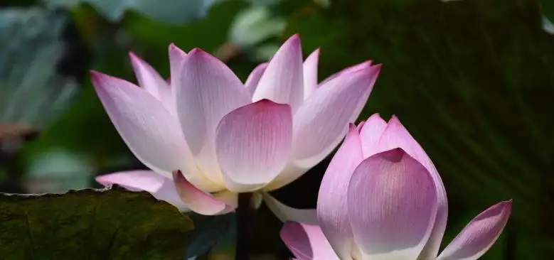 未來10年不缺錢的屬相：細心體貼，一輩子得寵又不缺錢花的生肖都有哪些？