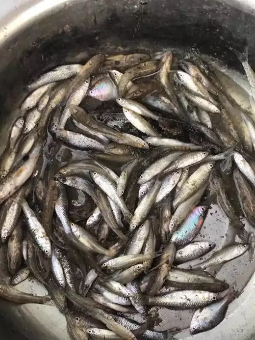 1、女人夢見自己用手抓到活魚:女人夢見捉活魚好嗎
