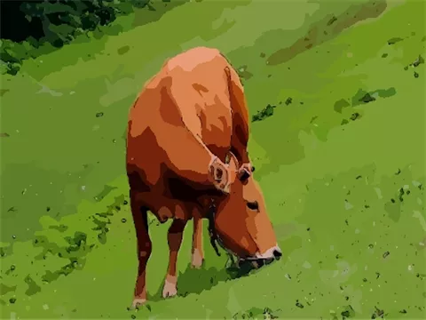 年屬牛在今年的桃花運：今年屬牛的人是不是走桃花運啊？