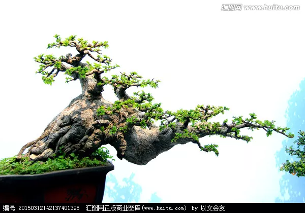 2、盆景樹種大全:適合盆景的樹種