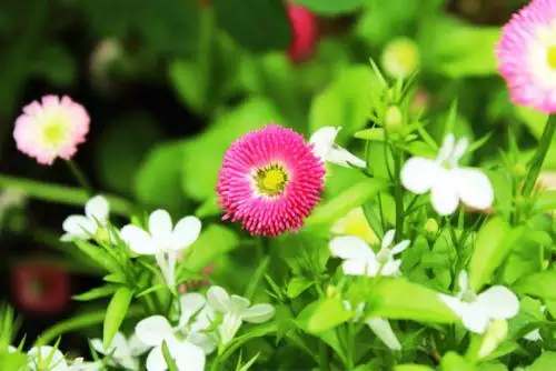 1、男人喜歡養花是什麼心理:男人喜歡養花是一種什麼心態？