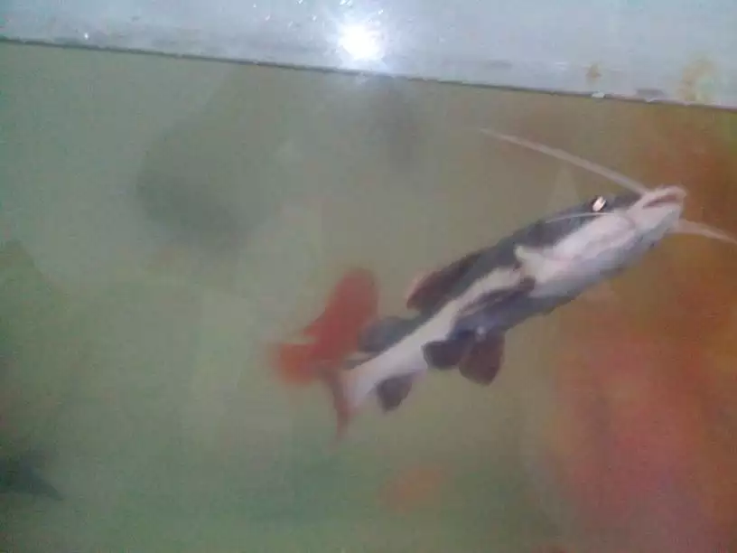 2、小招財貓魚怎麼餵食:20多厘米的！招財貓魚喂幾頓，喂多少？