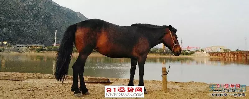 3、男孩屬馬婚配啥屬相好:屬馬婚配什麼屬相最佳