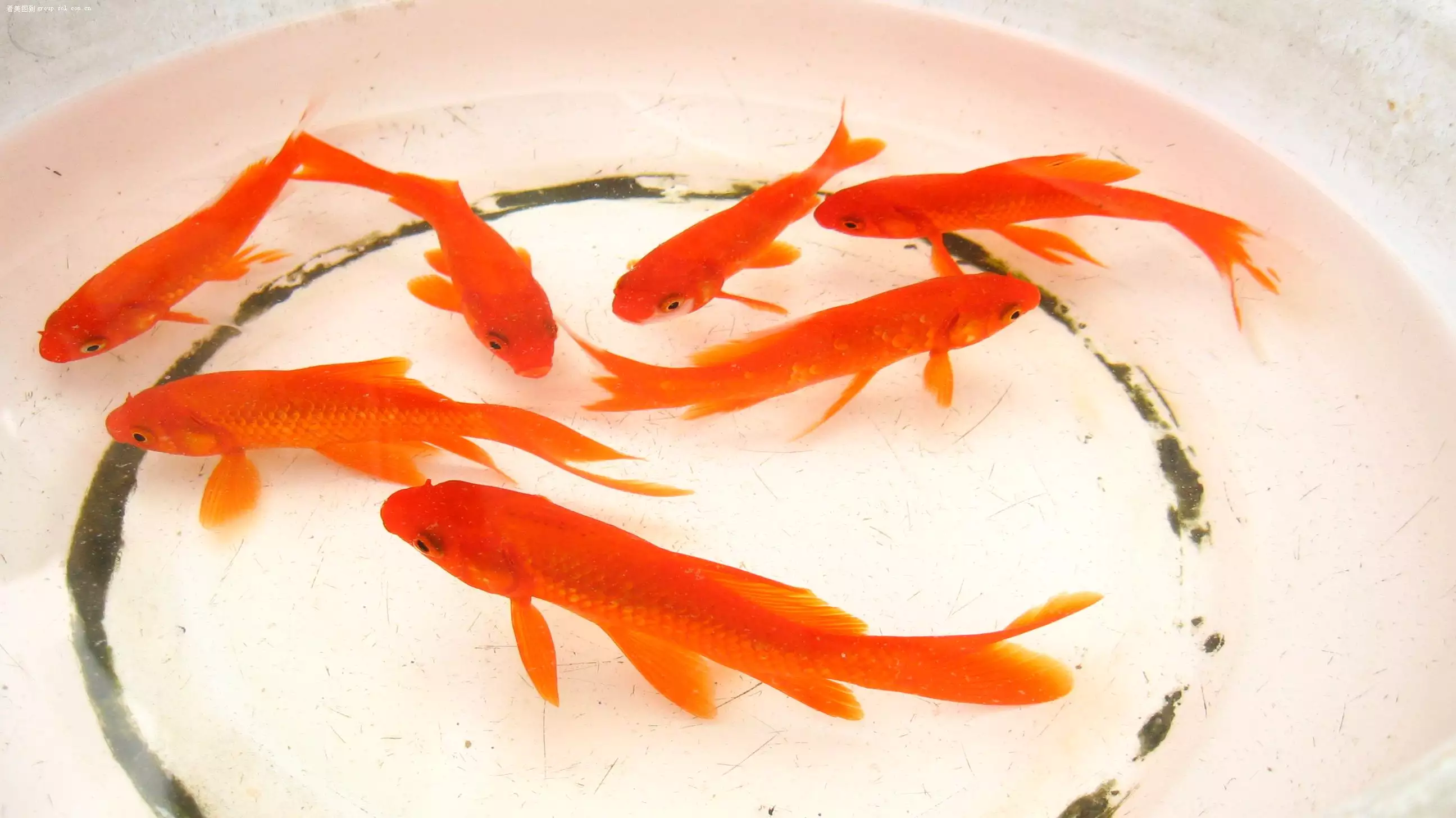 家裡養金魚養幾條最好：家中養魚的6大風水大忌究竟有哪些