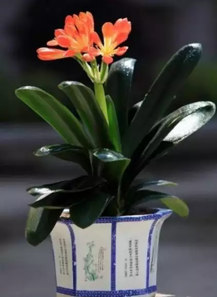 屬雞的種什麼植物旺財又旺運：屬雞的旺財植物