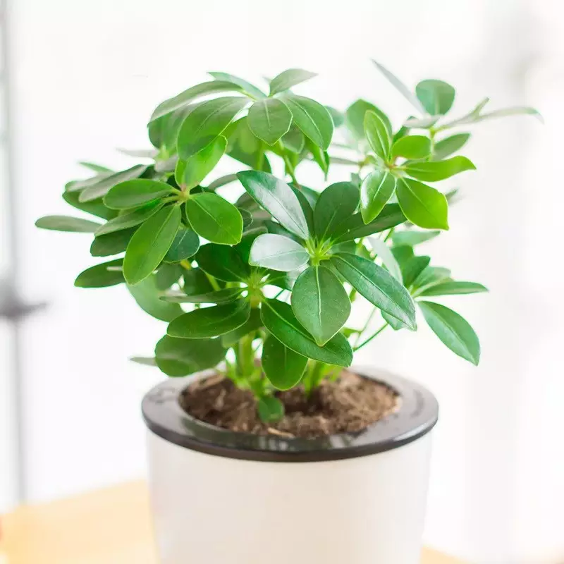3、七恭弘=叶 恭弘蓮水培植物:七恭弘=叶 恭弘蓮如何養殖