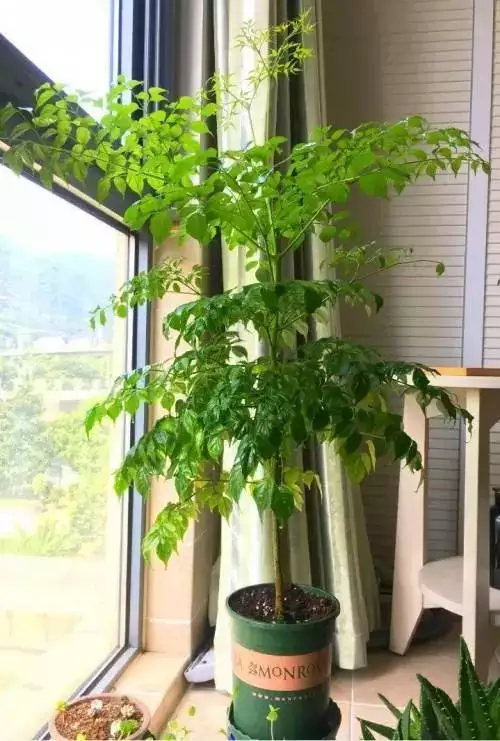 1、怎麼種發財樹:怎麼種發財樹盆栽