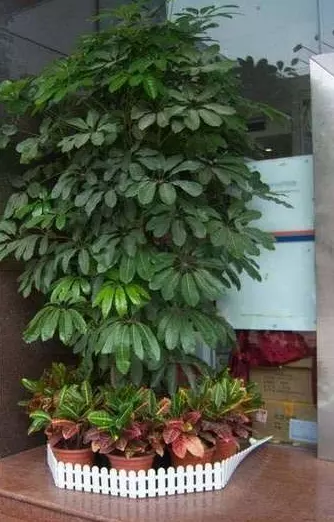 1、什麼花招財又旺宅好養:辦公桌上養什麼花旺財？