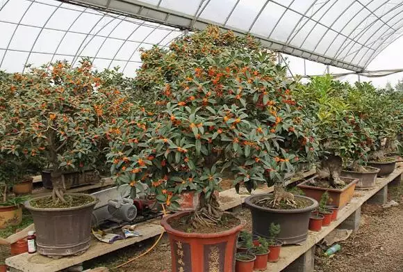 與桂花屬相比較女貞屬植物花序頂生：桂花,玉蘭的樹形,,恭弘=叶 恭弘形的特點!
