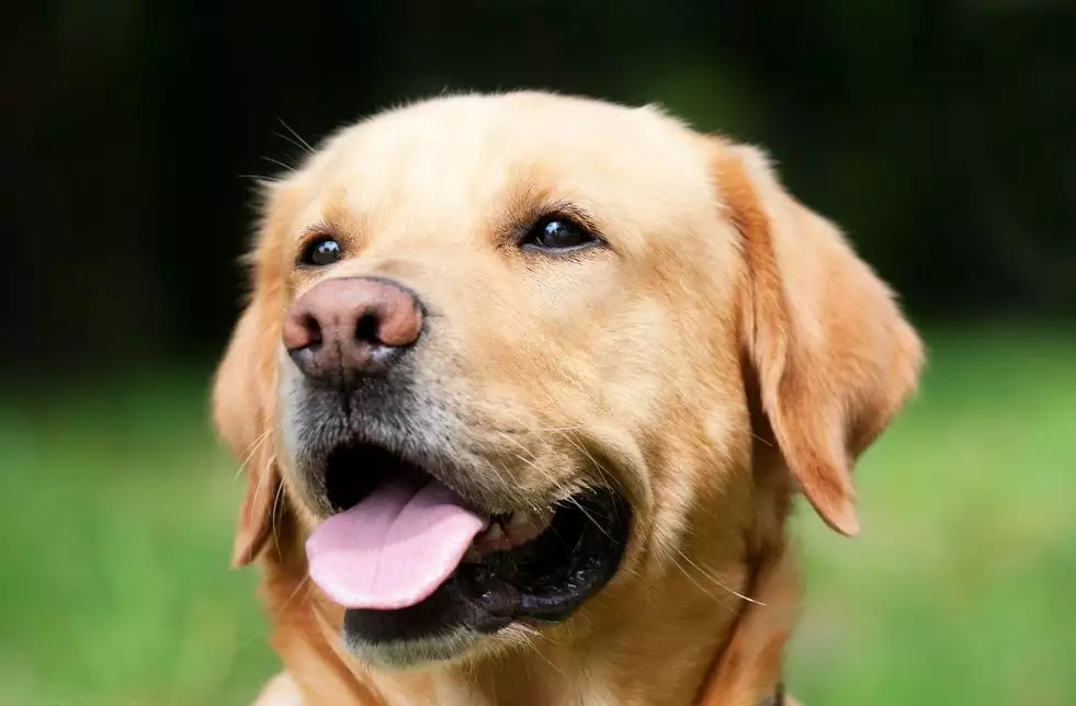 生肖狗與什麼屬相犯沖：屬狗的和什麼屬相相剋