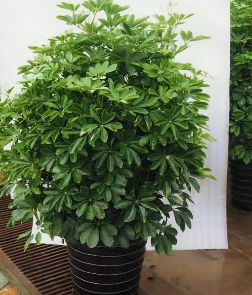 2、藥店放什麼植物招財:藥店里擺那些花草能旺財 順利