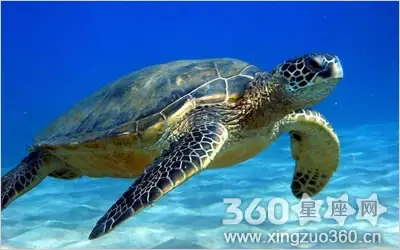女人夢見烏龜死而復生：夢見烏龜死了放在魚缸里又活了是怎麼回事？