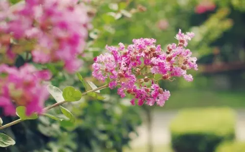 82年屬狗桃花運如何：82年屬狗運程