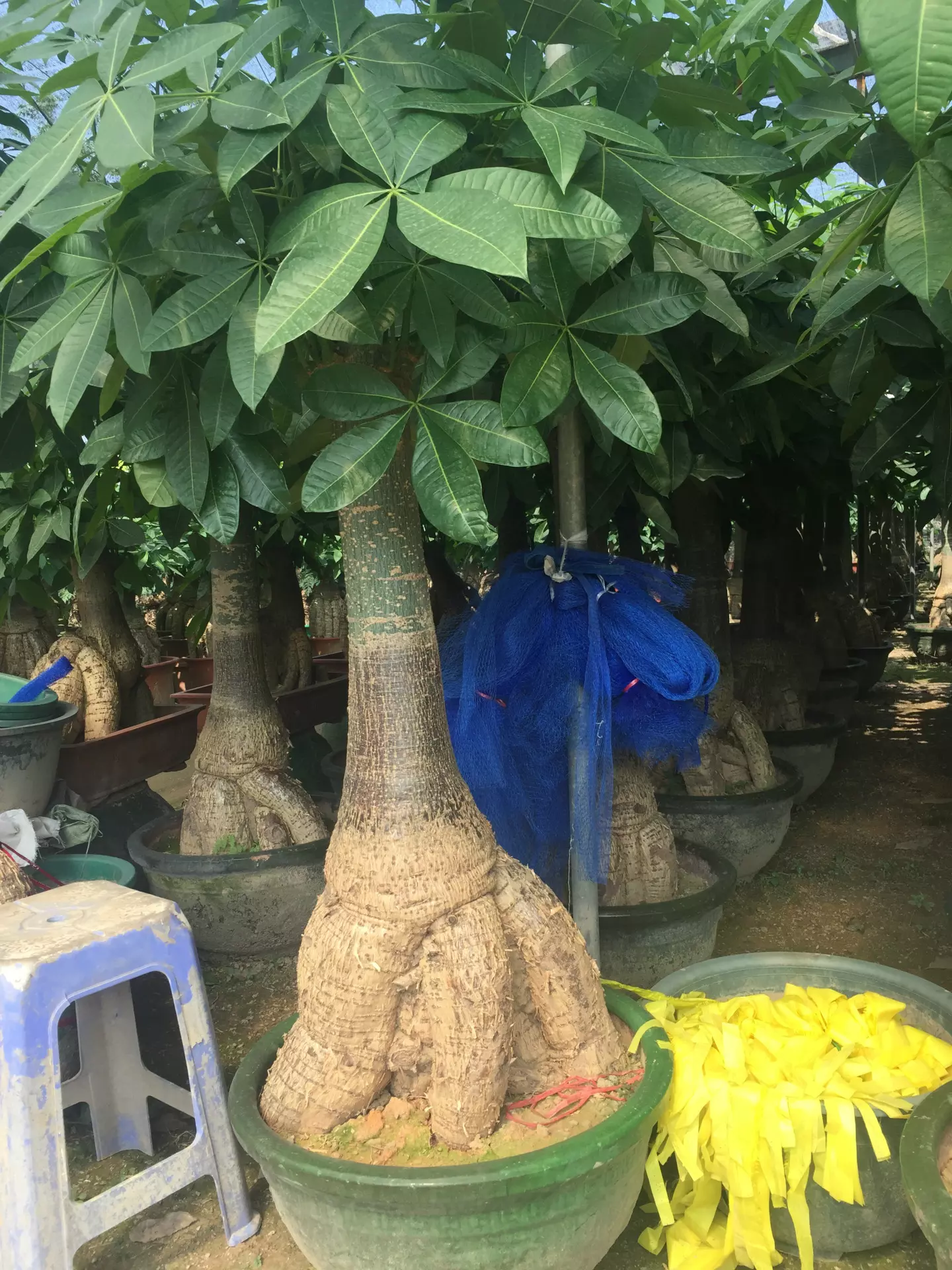 2、發財樹的栽培技術:發財樹種植方法