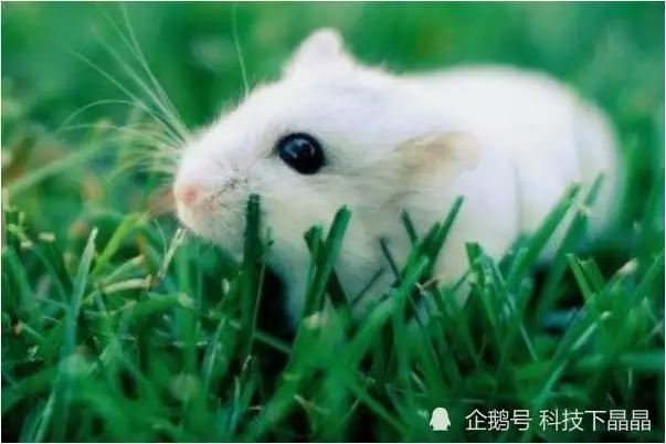 2、年屬鼠的姻緣:屬鼠,-8-1,姻緣
