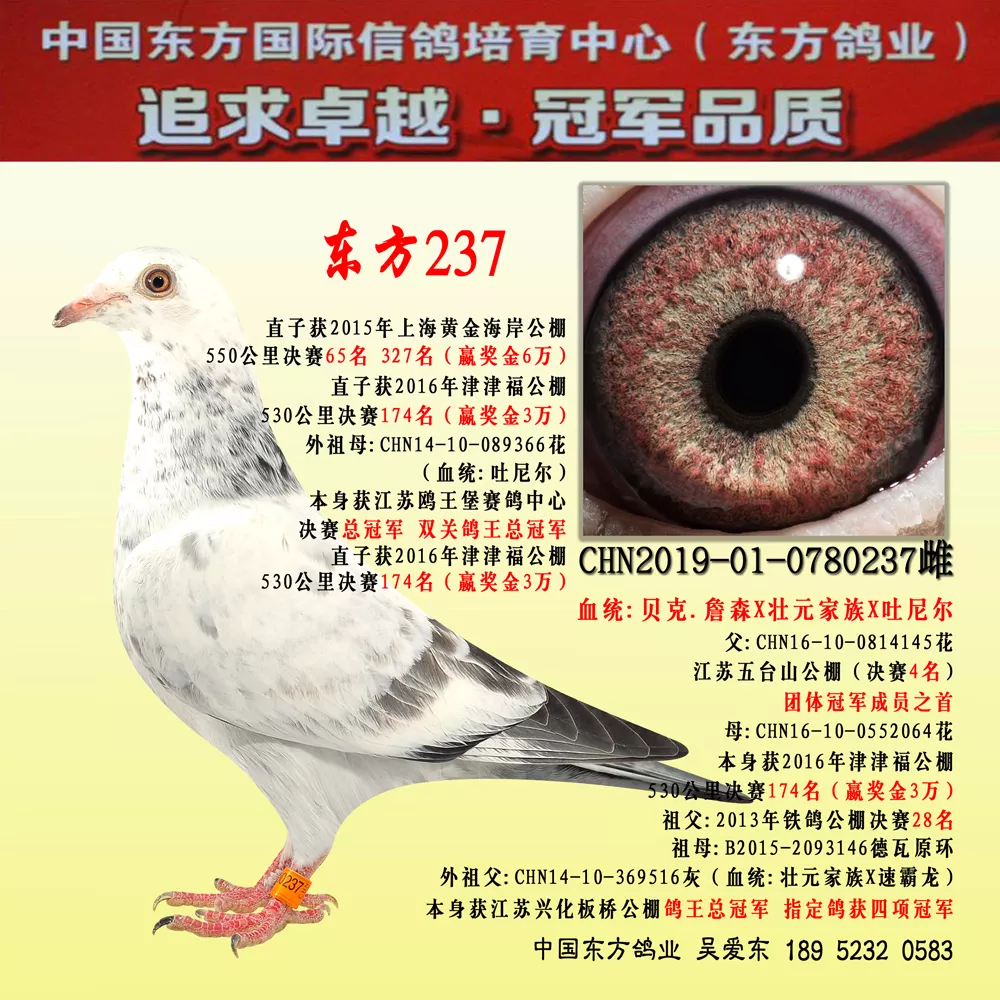 10、哪裡可以買到鴿子:什麼網站可以買到鴿子