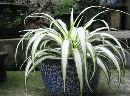 8、八種植物能旺財旺宅:有哪些植物利於風水旺財