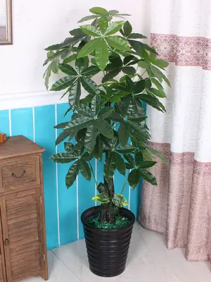 3、發財樹室內植物盆栽:小發財樹的養殖方法和注意事項 盆栽小發財樹怎麼養