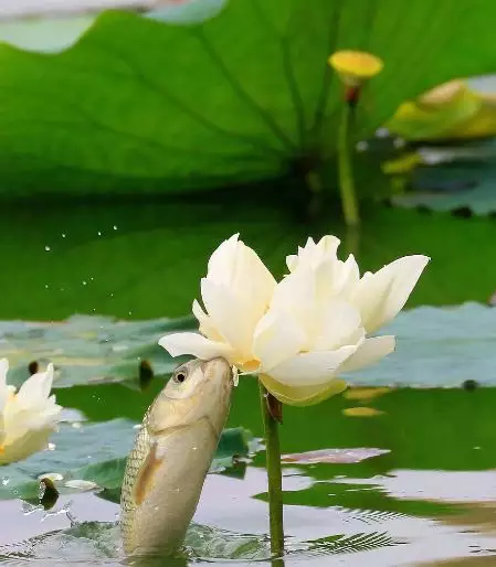 年什麼屬相好：年屬兔是什麼命？