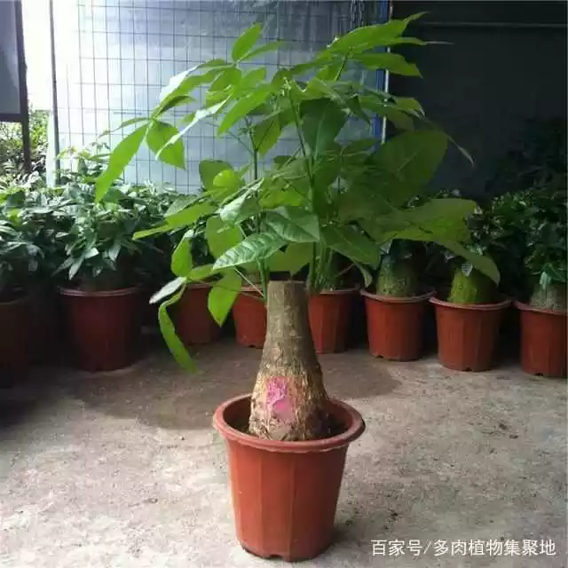 2、發財樹的培養:發財樹培養方法