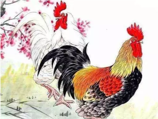 生肖雞年運勢女：屬年全年運勢如何