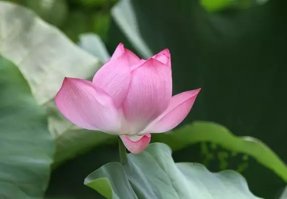 事業沒有任何起色的屬相：茅子俊這麼多年為什麼事業一點也沒有起色？