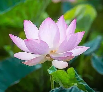 命中註定是大人物的屬相：生肖豬命中註定的福星是誰？