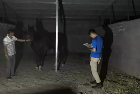 6、90男馬與94女狗婚配好不好:94年的屬狗女。和90屬馬男怎麼樣