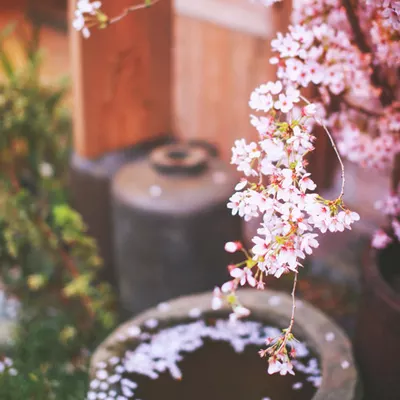 6、正緣桃花測算:八字中如何看正緣桃花