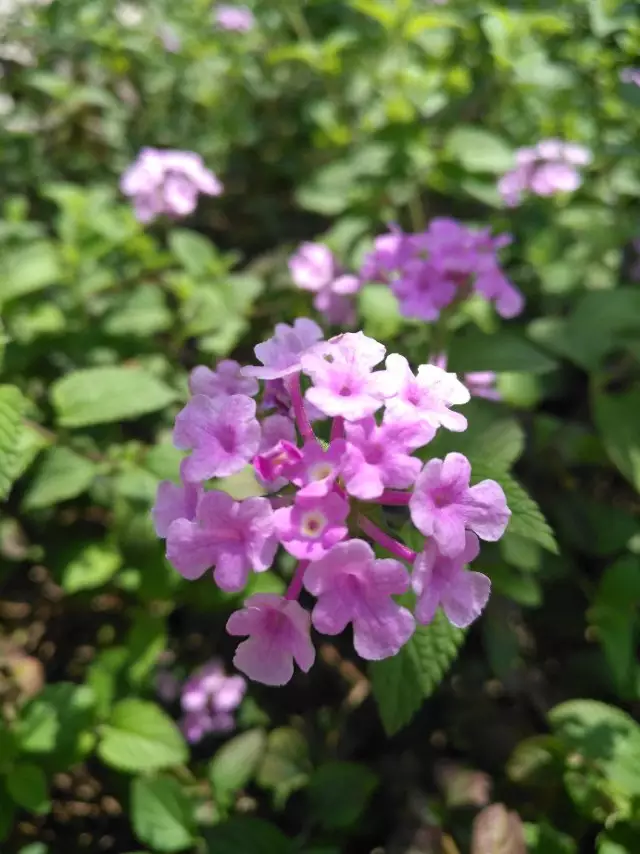 春來花兒開滿地是什麼屬相：春來遍是桃花水是什麼生肖