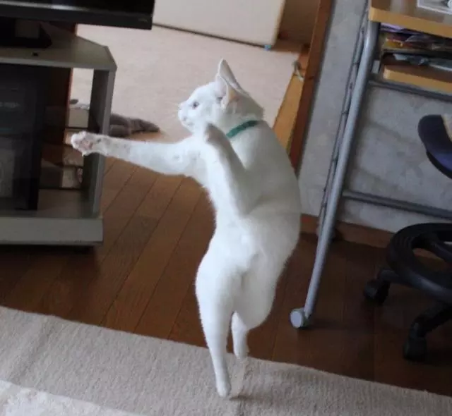 爐火純青打一屬相動物：爐火純青十二生肖