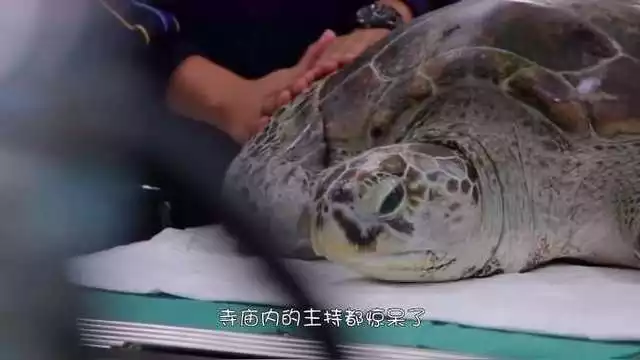 養了一年的巴西龜突然死了為什麼：烏龜死前徵兆有哪些？