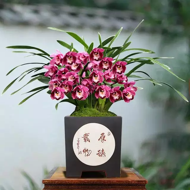 1995年屬相適合養什麼植物：屬豬的可以養什麼植物