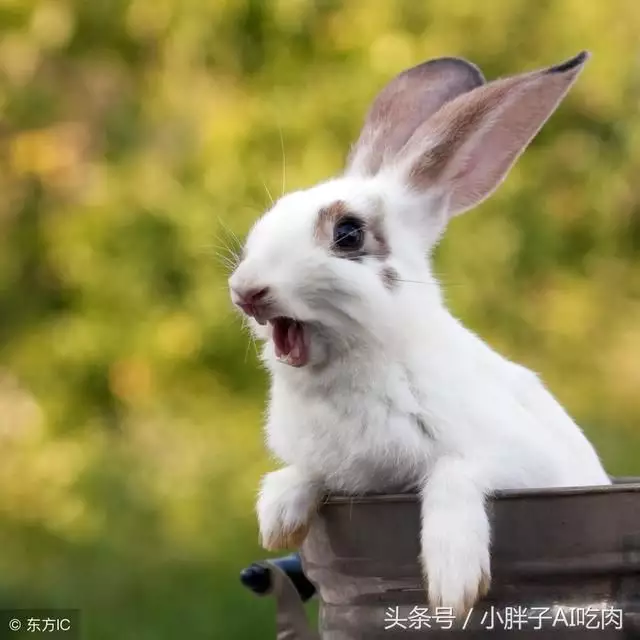 狗和兔子生什麼屬相寶寶好：狗和兔子生一個什麼孩子好