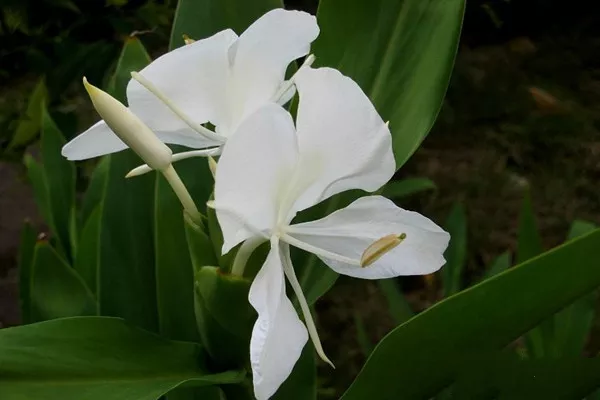 1、一等命的屬相姜花是什麼樣的:十二生肖的各屬於什麼命