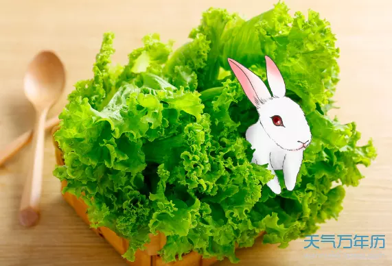 屬兔的起名字帶什麼好：屬兔的要取什麼名字？