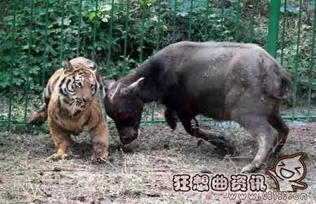 1、74虎女與85男牛婚配:74年和85年屬相婚配表